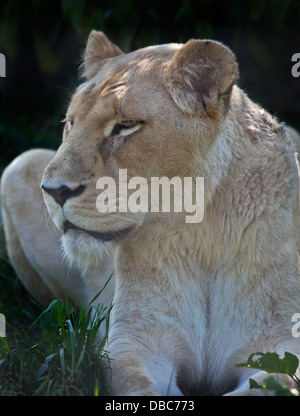 Frosty, White Lion (Panthera leo), femelle, Isle of Wight Zoo, Sandown, Isle of Wight, Hampshire, Angleterre Banque D'Images