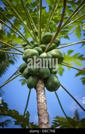 De plus en plus sur les papayes papayer (Carica papaya) dans une plantation de fruits et légumes biologiques dans l'île de Aitutaki, Îles Cook Banque D'Images