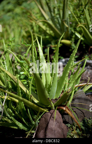Les feuilles d'Aloe vera (Aloe Barbadensis) poussant dans un jardin potager biologique vert dans l'île de Aitutaki, Îles Cook Banque D'Images