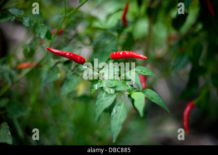 Red Hot Chili Peppers ( Capsicum annuum ) sur la plante verte dans un jardin de légumes biologiques dans l'île de Aitutaki, Îles Cook Banque D'Images