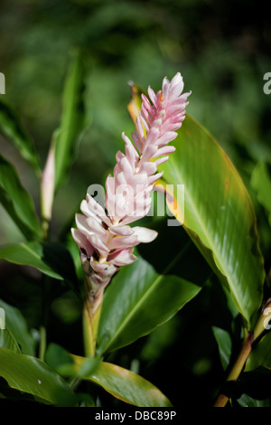 Torche rose fleur Alpinia purpurata Gingembre ( Rose de porcelaine ) dans l'île de Aitutaki, Îles Cook - Pacifique Sud Banque D'Images