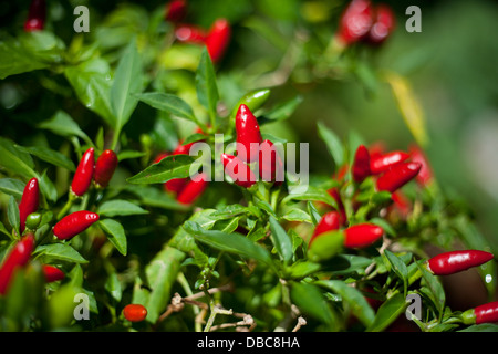 Red Hot Chili Peppers ( Capsicum annuum ) sur la plante verte dans un jardin de légumes biologiques dans l'île de Aitutaki, Îles Cook Banque D'Images