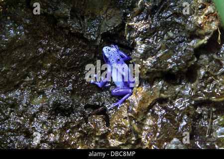 Blue poison dart frog Banque D'Images