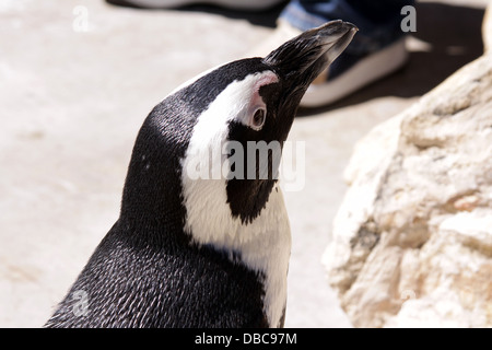 Le Manchot du Cap (Spheniscus demersus), également connu sous le nom de Black-footed ou Jackass Penguin. Pour un usage éditorial uniquement. Banque D'Images