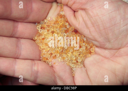 Billes de gel de silice à partir d'un sachet de gel de silice. Gel de silice absorbe l'humidité et peut contrôler l'humidité locale. Banque D'Images