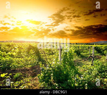 Green vinyard au sunrise en Crimée Banque D'Images
