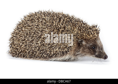 Erinaceus europaeus, hérisson d'Europe occidentale, in front of white background, isolé. Denisovo, Ryazan region, Pronsky domaine. Banque D'Images