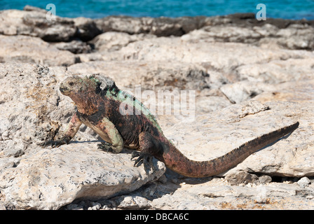 Iguane marin des Galapagos se prélassent au soleil de réchauffer avant de le nourrir. Banque D'Images