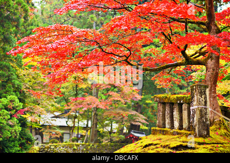 Feuillage de l'automne à Nikko, Japon. Banque D'Images