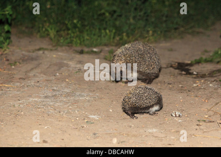 Erinaceus europaeus, dans l'ouest de l'hérisson. Denisovo, Ryazan region, Pronsky domaine. La Russie Banque D'Images