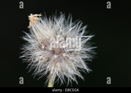 Close up of a dandelion Banque D'Images