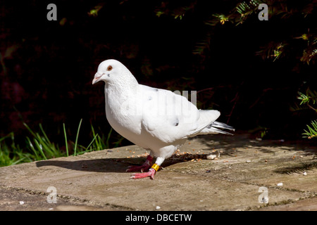 Le pigeon blanc feral, Columba livia, dans un jardin anglais, le phoque annelé sur la jambe gauche Banque D'Images