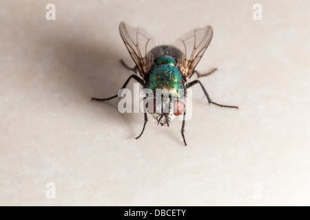 Mouche domestique, Musca domestica - close-up/macro Banque D'Images