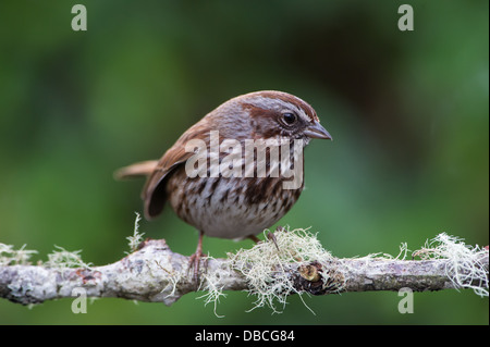 La Chanson Le Bruant chanteur (Melospiza melodia) i est un moyennes American Sparrow. Parmi les passereaux indigènes en Amérique du Nord. Banque D'Images