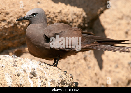 Stock photo d'un noddi brun assis sur une falaise le long de l'île Isabela, Galapagos. Banque D'Images