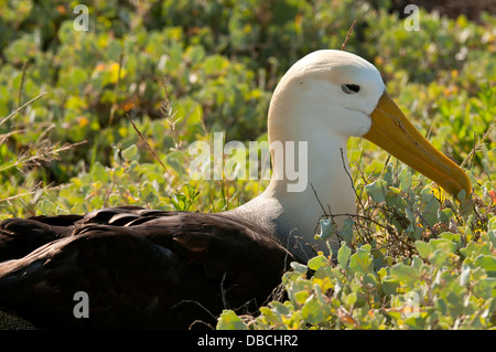 Albatros nichant sur l'île d'Espanola, Galapagos Banque D'Images