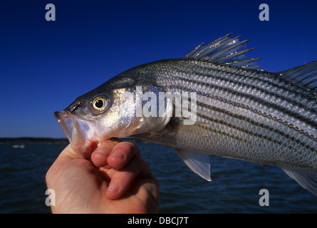 Homme tenant un bar rayé (Morone saxatilis striper ou) détectée lors de la pêche à la mouche près de Chatham, Cape Cod, Massachusetts Banque D'Images