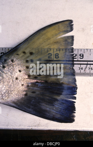 Mesure d'un repéré seatrout (Cynoscion nebulosus) ou de l'omble de fontaine lors de la pêche dans la baie de Baffin au Texas Banque D'Images