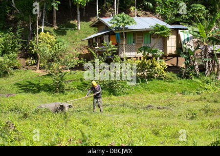 Le buffle d'eau dans la campagne sur l'île de Bohol, Philippines Banque D'Images