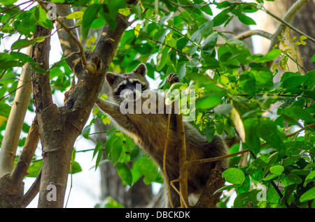 Un raton laveur en hauteur dans un arbre regardant la caméra Banque D'Images