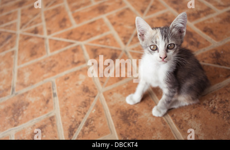 Kitten cat sur le plancher est à la Banque D'Images