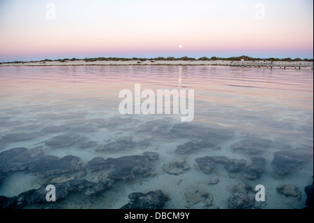 Coucher de soleil sur les stromatolites de Hamelin Pool au site du patrimoine mondial de la baie Shark, Australie occidentale Banque D'Images