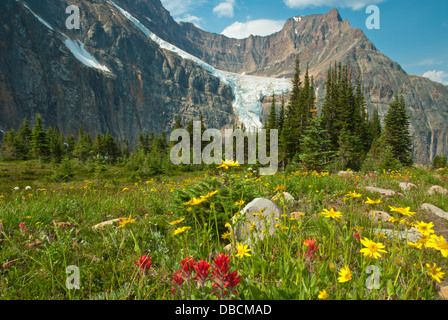 Rempli de fleurs Prés-cavell ci-dessous Mont Edith Cavell, Parc National de Jasper, Alberta Banque D'Images