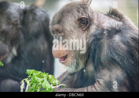 Un gros plan d'un chimpanzé plus âgés Banque D'Images