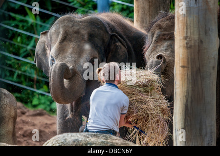 Deux éléphants femelles adultes contenir jusqu'leurs malles, qui attendent d'être nourris hay Banque D'Images
