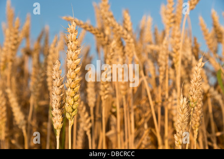 détail du blé Banque D'Images