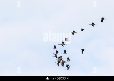 Grues dans le ciel Banque D'Images