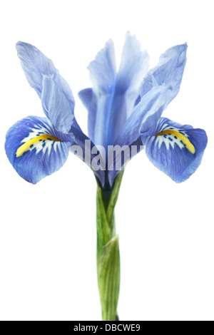 Iris reticulata 'Alida' Février Banque D'Images