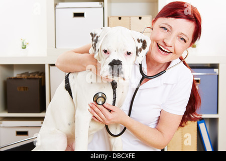 En toute sécurité avec une assurance vétérinaire auscultating boxer dog avec stéthoscope dans une clinique Banque D'Images