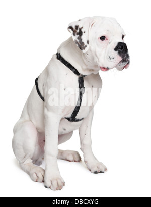 Jeune chien boxer albinos assis isolated on white Banque D'Images