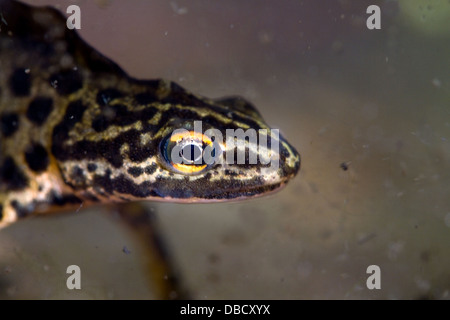 Newt lisse sur la péninsule de Cooley,Co.Louth, Ireland Banque D'Images