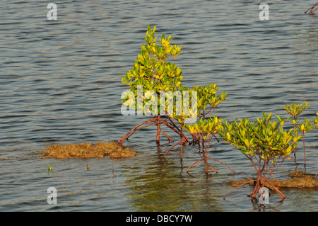 Mangrove rouge Rizophora sp., Gilimanuk, Bali, Indonésie, Asie Banque D'Images