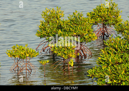 Mangrove rouge Rizophora sp., Gilimanuk, Bali, Indonésie, Asie Banque D'Images