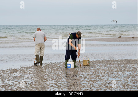 Bait diggers en utilisant une pompe à recueillir des lugworm à marée basse sur la plage de Brighton East Sussex England UK Banque D'Images