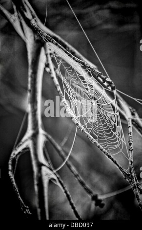 Gros plan macro d'une araignée qui saute sur sa toile. Ces arachnides sont connus pour leur capacité à sauter des distances, et leurs toiles complexes sont souvent visibles dans les milieux naturels, en particulier dans les jardins et les forêts. Banque D'Images