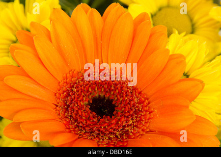 Close-up de belle et de fleurs colorées Banque D'Images