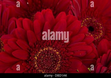 Close-up de cinq beaux gerberas rouges Banque D'Images