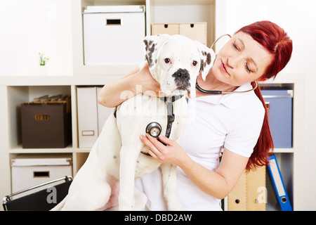Vétérinaire auscultating boxer dog avec stéthoscope dans animal clinic Banque D'Images