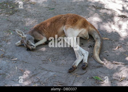 Un kangourou rouge dormir à même le sol à l'aide de ses pattes avant comme un oreiller Banque D'Images