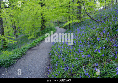 Bluebells & arbres dans le cadre de la SRCFA Bois Dales Way Sentier Wharfedale Yorkshire Banque D'Images
