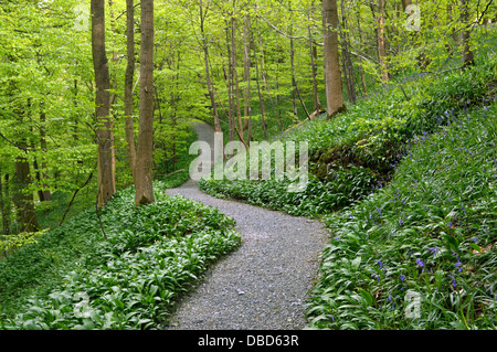Sentier menant à travers des arbres dans le cadre de la SRCFA Bois Dales Way Sentier Wharfedale Yorkshire Banque D'Images