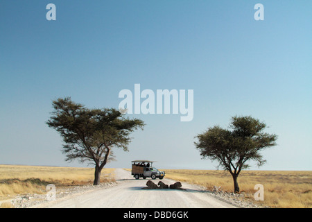 Perturbé par la location occasionnelle d'une troupe de lions trouver d'ombre sur la route à travers la table d'Okondeka dans Etosha. Banque D'Images