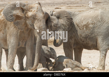 Les jeunes concernés des copies d'éléphants adultes et tente de pousser d'un inconscient ami Retour à la vie (finalement fructueux) dans le parc d'Etosha Banque D'Images