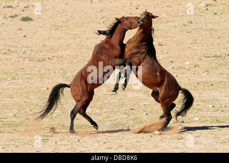 Deux étalons sauvages debout à l'autre dans une grande manière lorsque des dirigeants d'un petit groupe de juments est remise en question. Banque D'Images