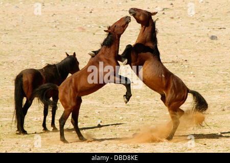 Deux étalons sauvages debout à l'autre dans une grande manière lorsque des dirigeants d'un petit groupe de juments est remise en question. Banque D'Images