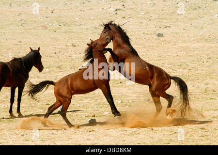 Deux étalons sauvages debout à l'autre dans une grande manière lorsque des dirigeants d'un petit groupe de juments est remise en question. Banque D'Images